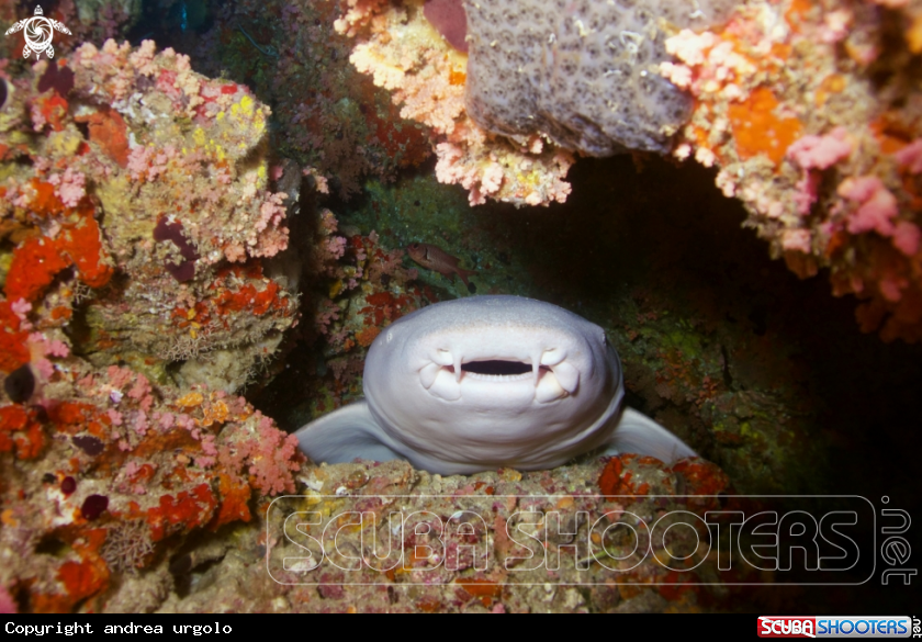A Manta, Moray Eel, Nurse Shark