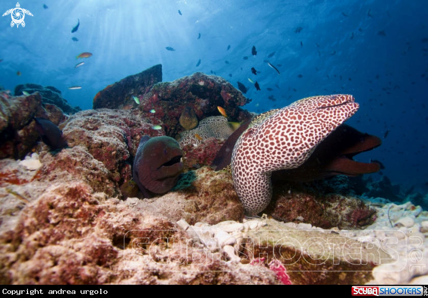 A Manta, Moray Eel, Nurse Shark