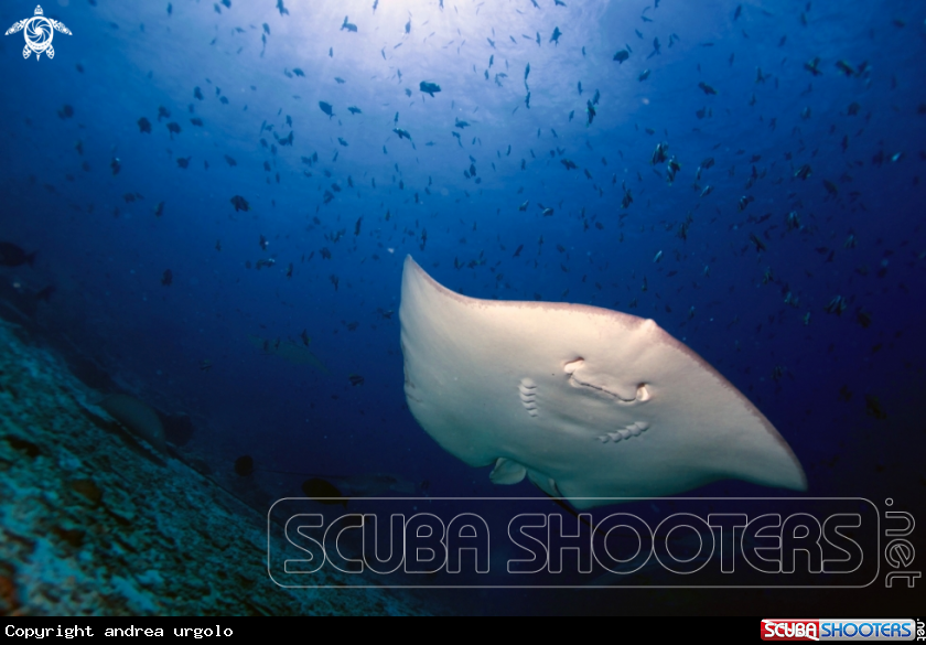 A Manta, Moray Eel, Nurse Shark