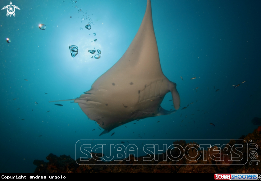 A Manta, Moray Eel, Nurse Shark