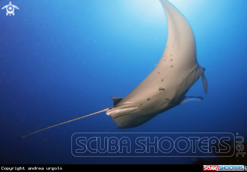 A Manta, Moray Eel, Nurse Shark