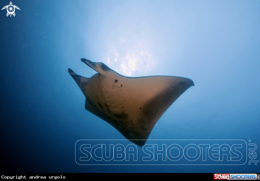 A Manta, Moray Eel, Nurse Shark