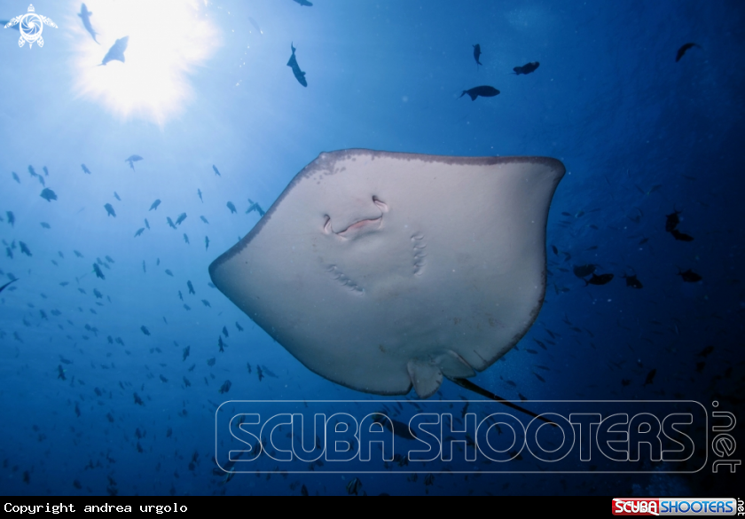 A Manta, Moray Eel, Nurse Shark