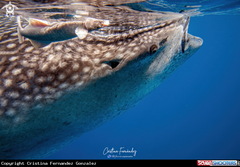 A Whale shark