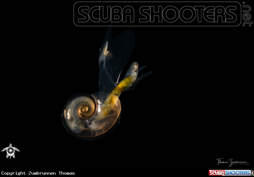 A Sea elephant 