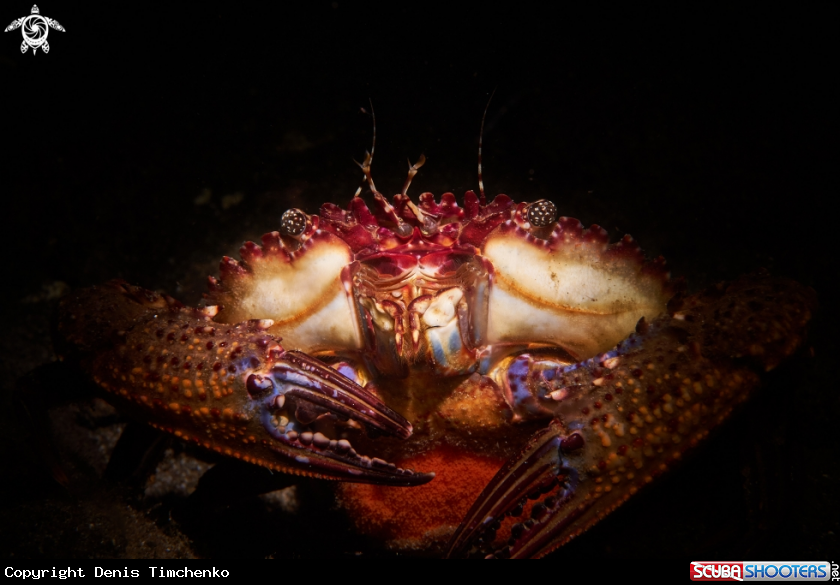 A CRAB