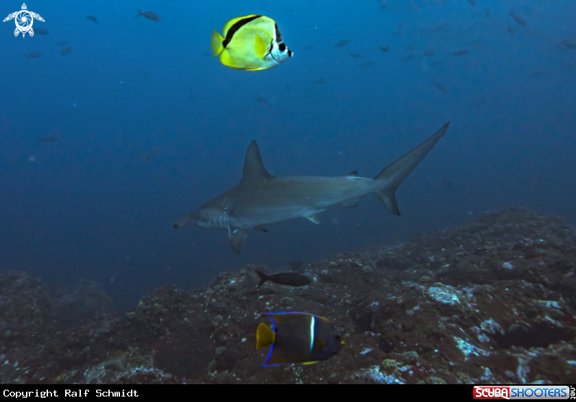 A shark