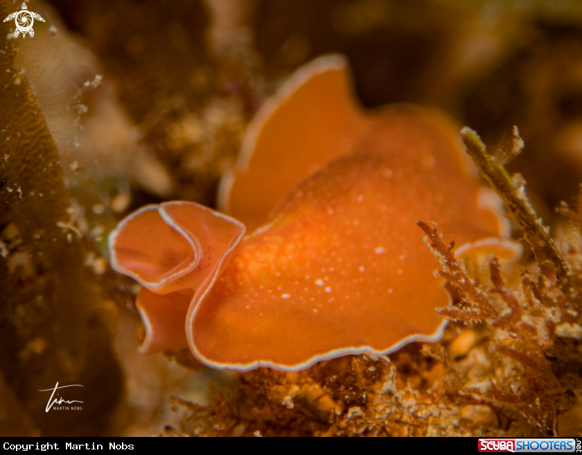 A Yungia aurantiaca