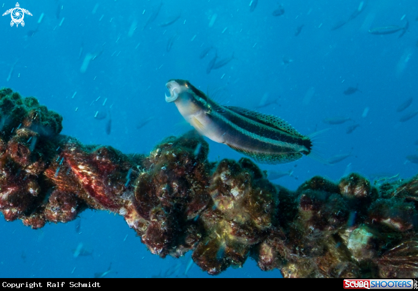 A fish
