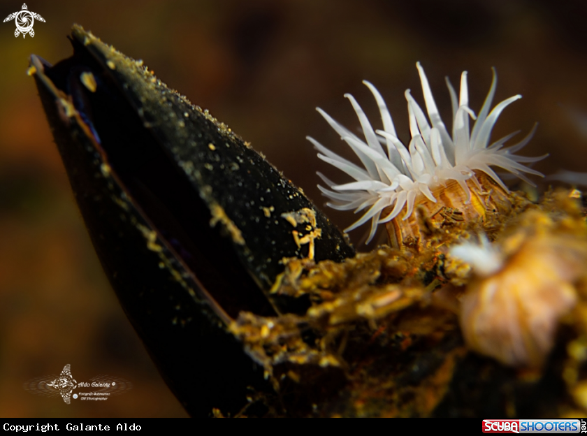 A Anemone 