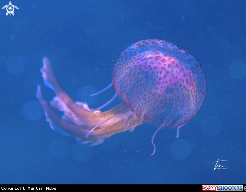 A Mauve stinger