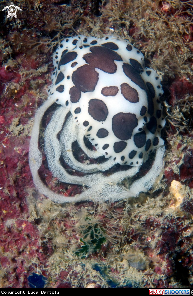 A underwater creature
