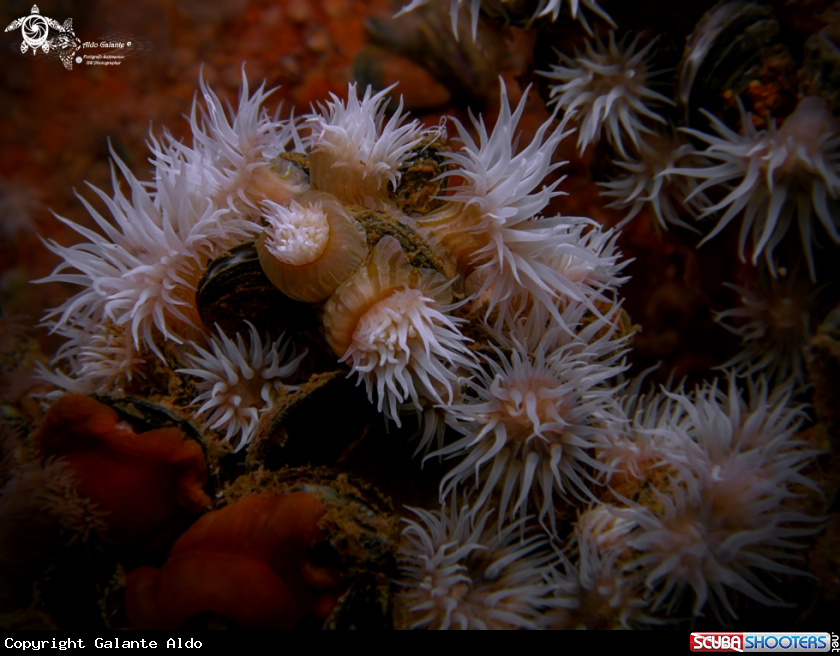 A Anemones 