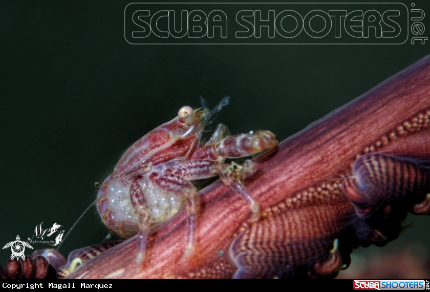 A Fourlobed Porcelain Crabs 