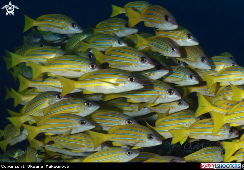 A School of Bluestripe Snapper (Lutjanus kasmira)