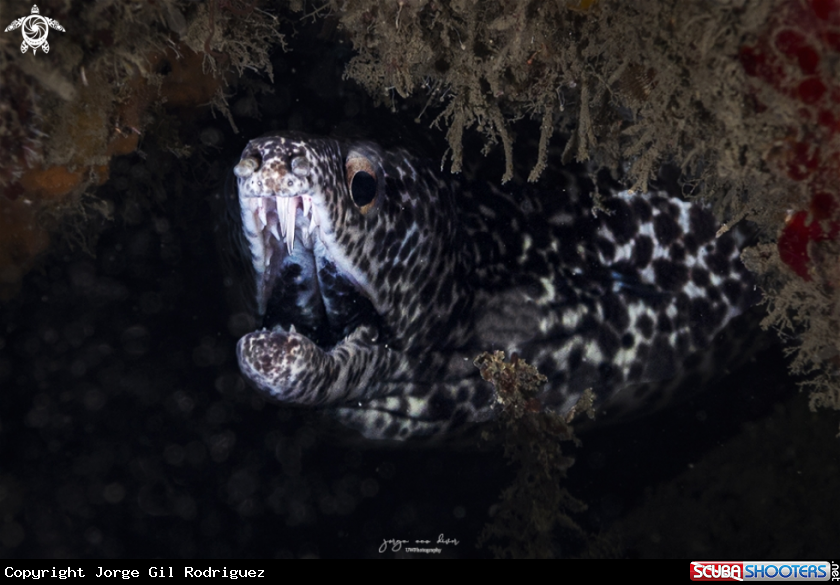 A Spotted moray