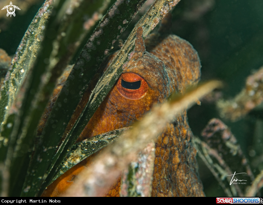 A Octopus