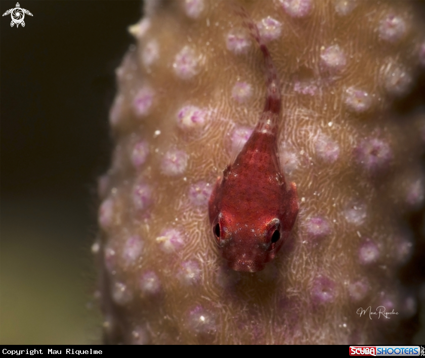 A Red Clingfish