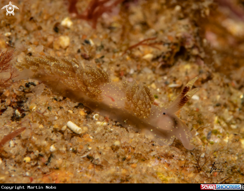 A Facelina annulicornis