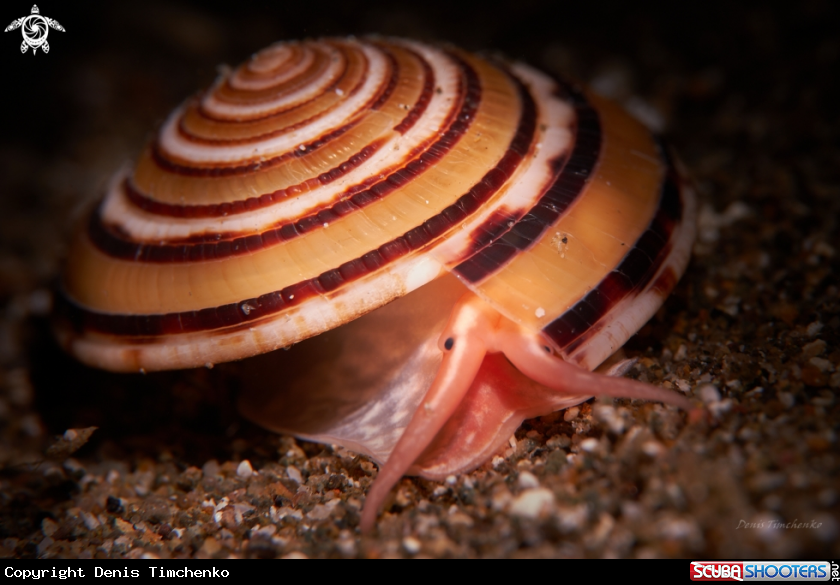 A SNAIL