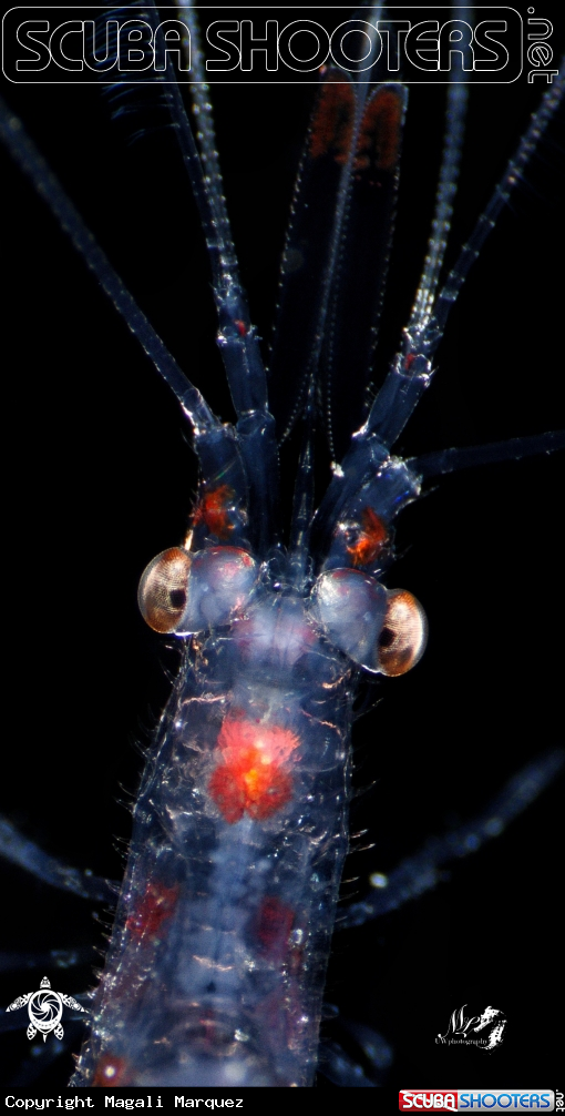 A Larval banded coral shrimp 
