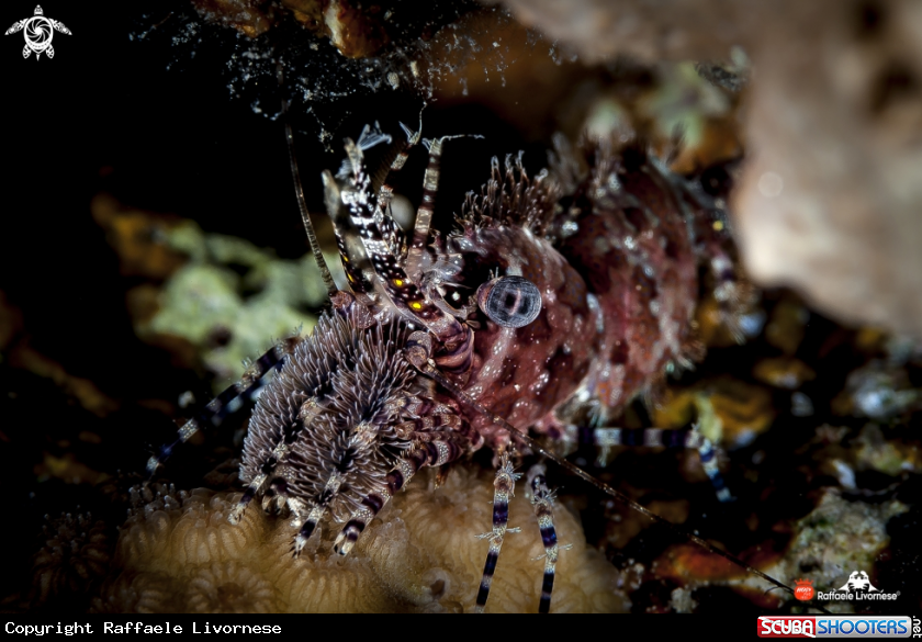 A Saron shrimp