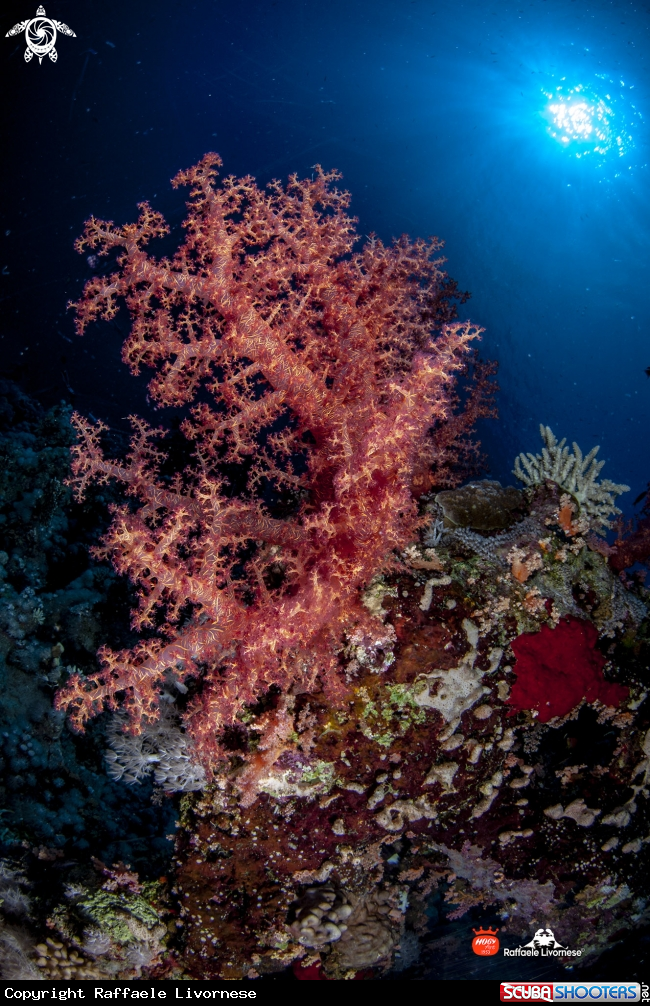 A Soft coral