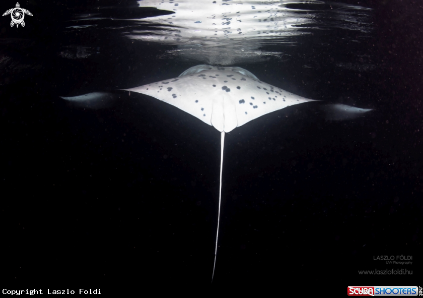 A Manta