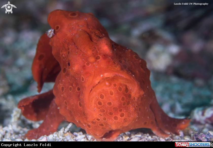 A Frogfish