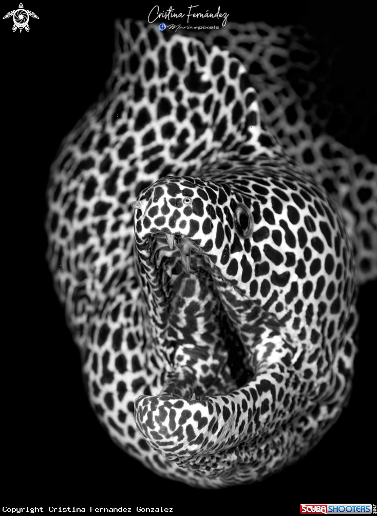 A Honeycomb moray