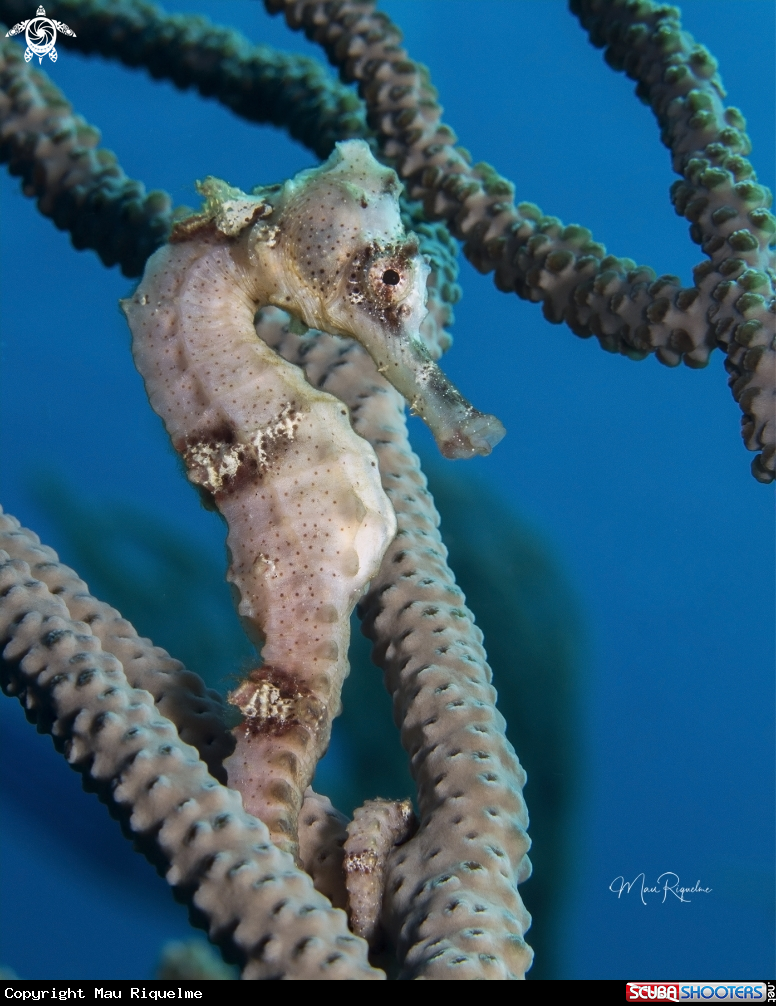 A Longsnout  Seahorse