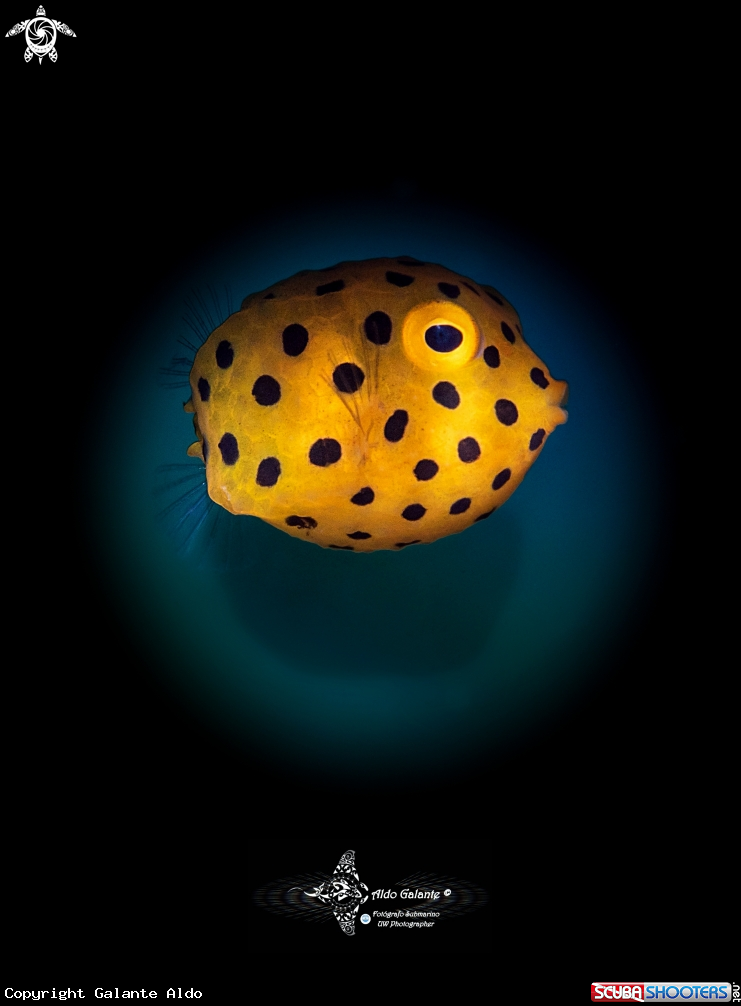 A Yellow Boxfish Juvenil