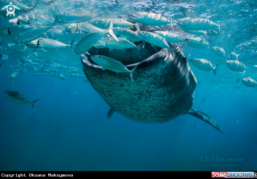 A Whale shark