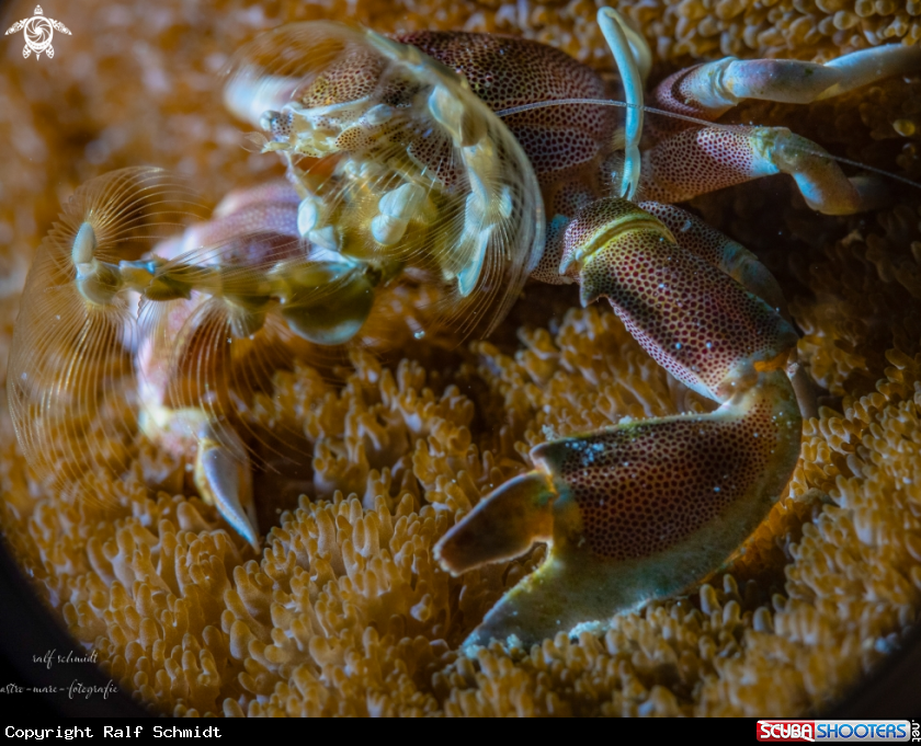 A crab