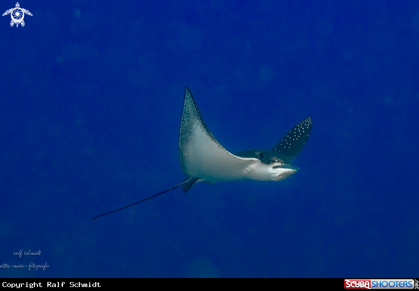 A eagleray