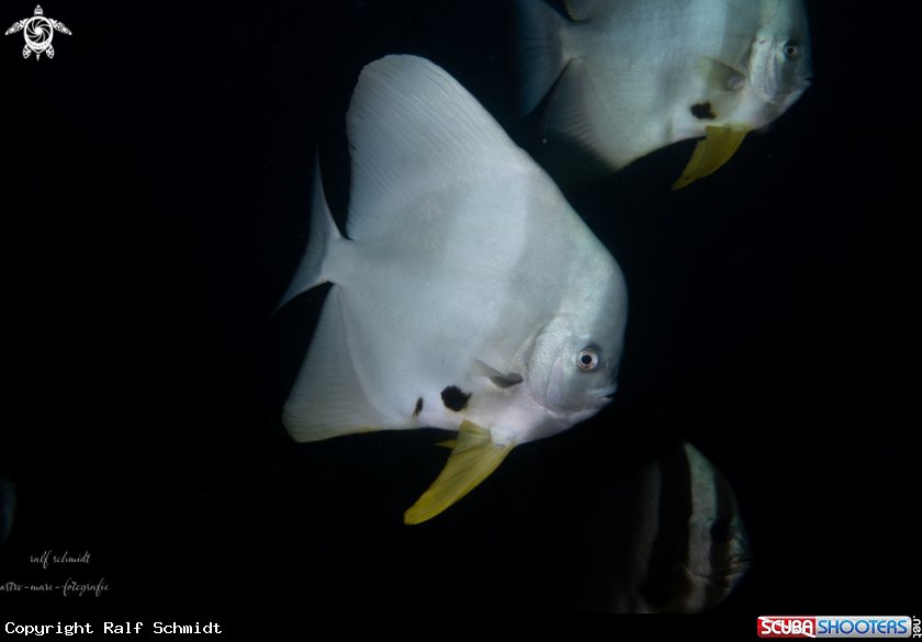 A Fledermausfisch