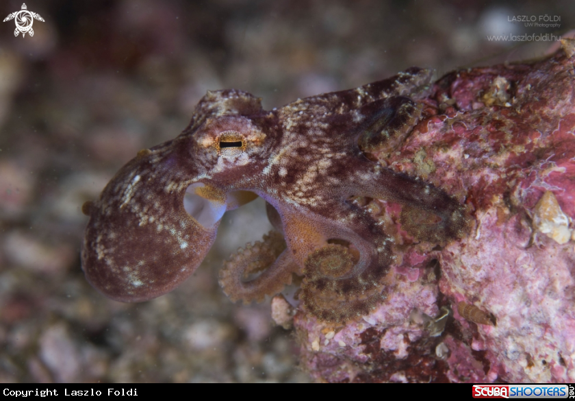 A Blue-ringed octopus 