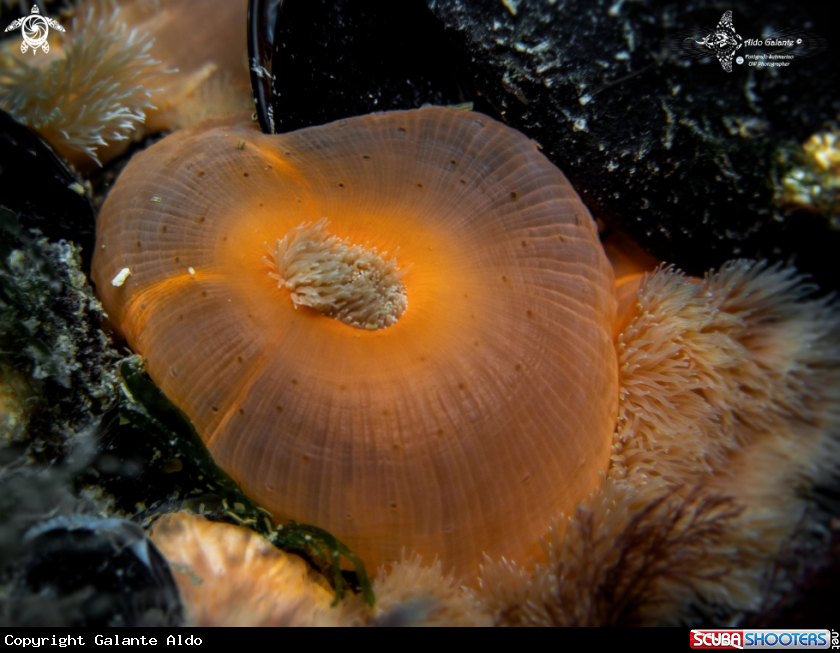A Anemone