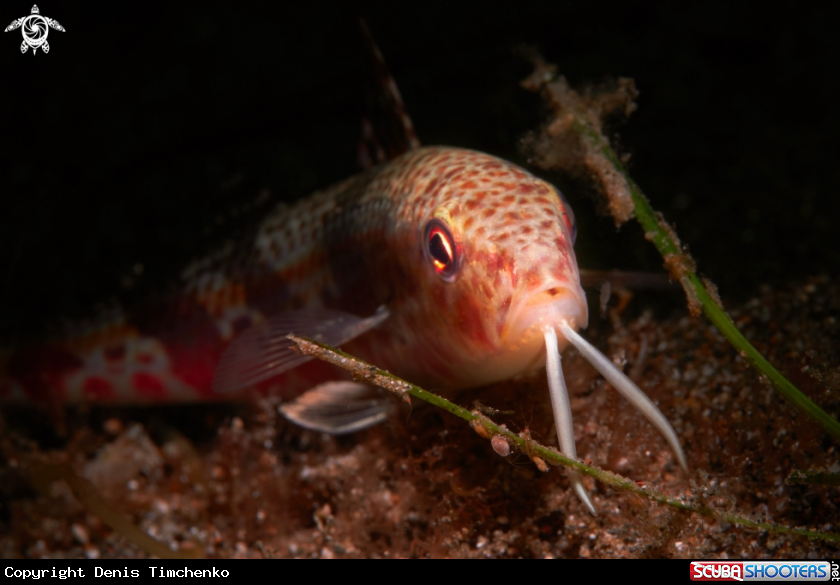 A FISH