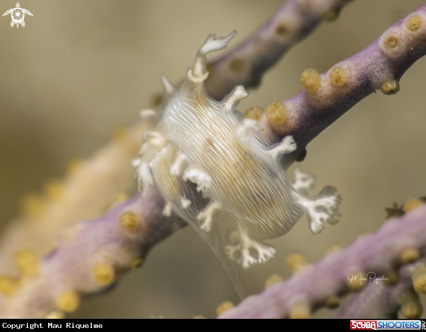 A Hamners' Tritonia