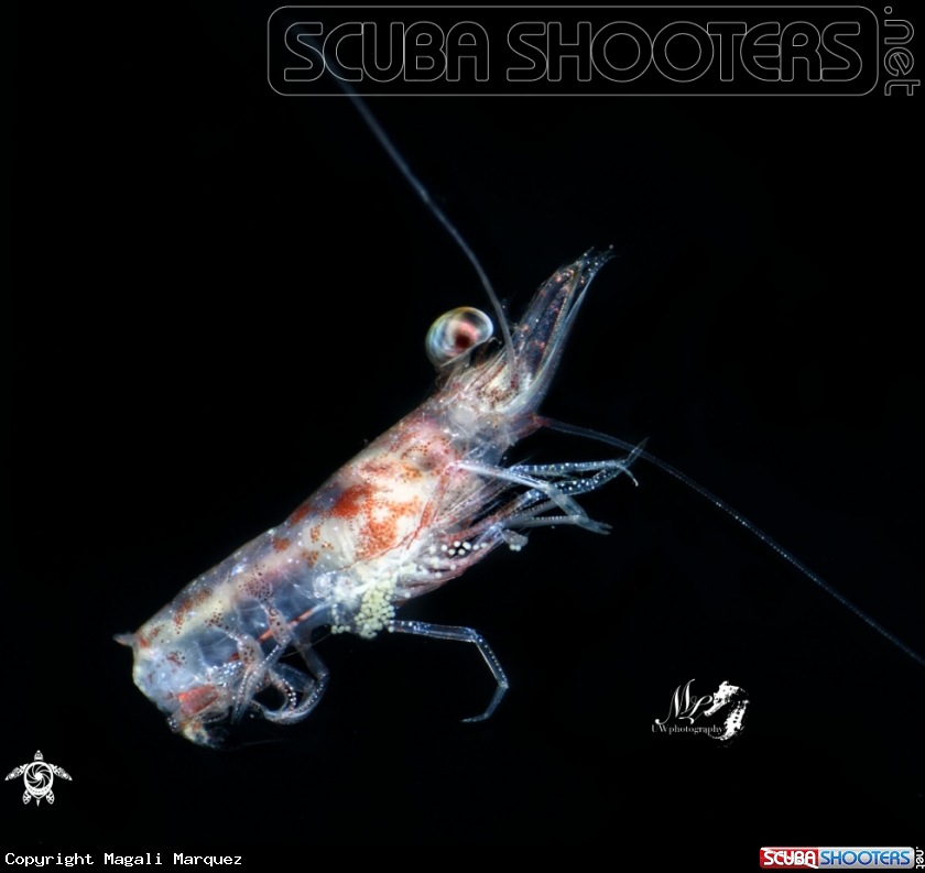 A Langostino 