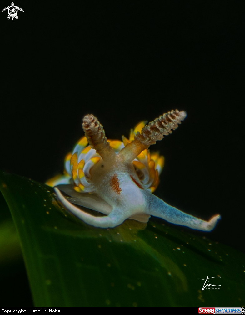A Berghia coerulescens