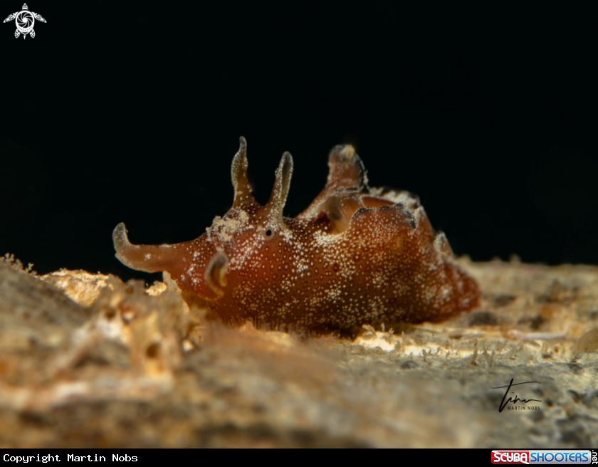 A Dwarf Sea hare