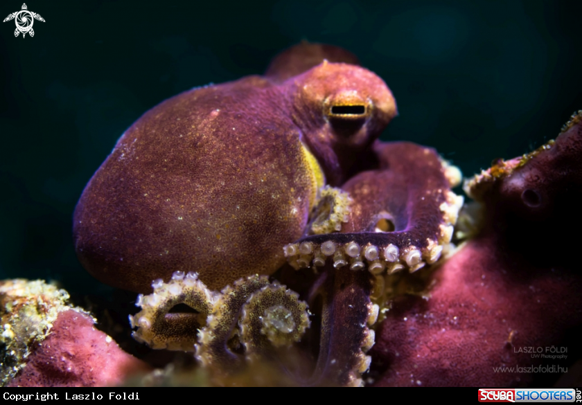 A Blue-ringed octopus 