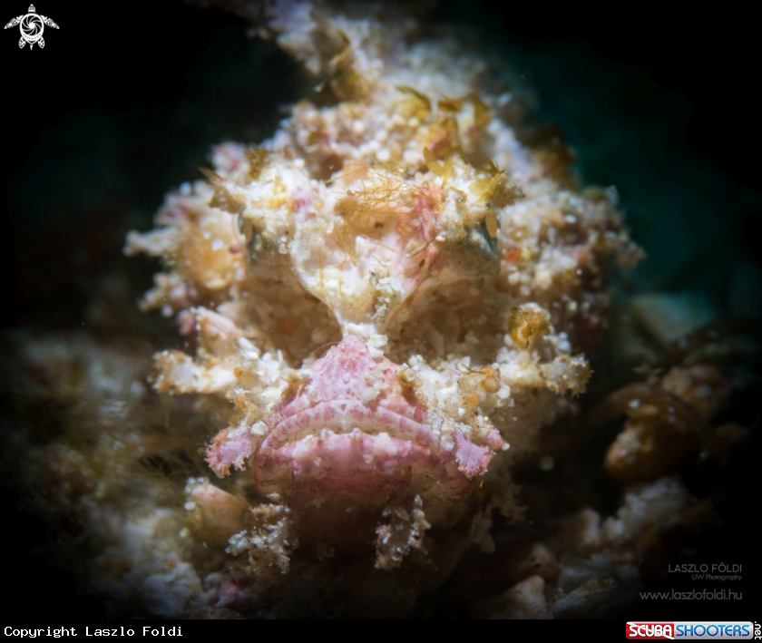 A Scorpion leaf fish