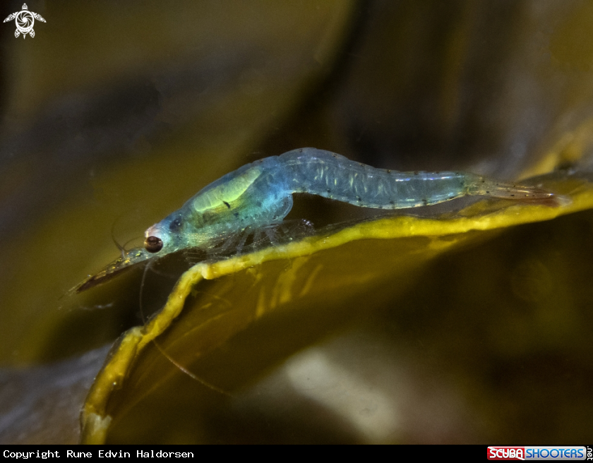 A Mysidae