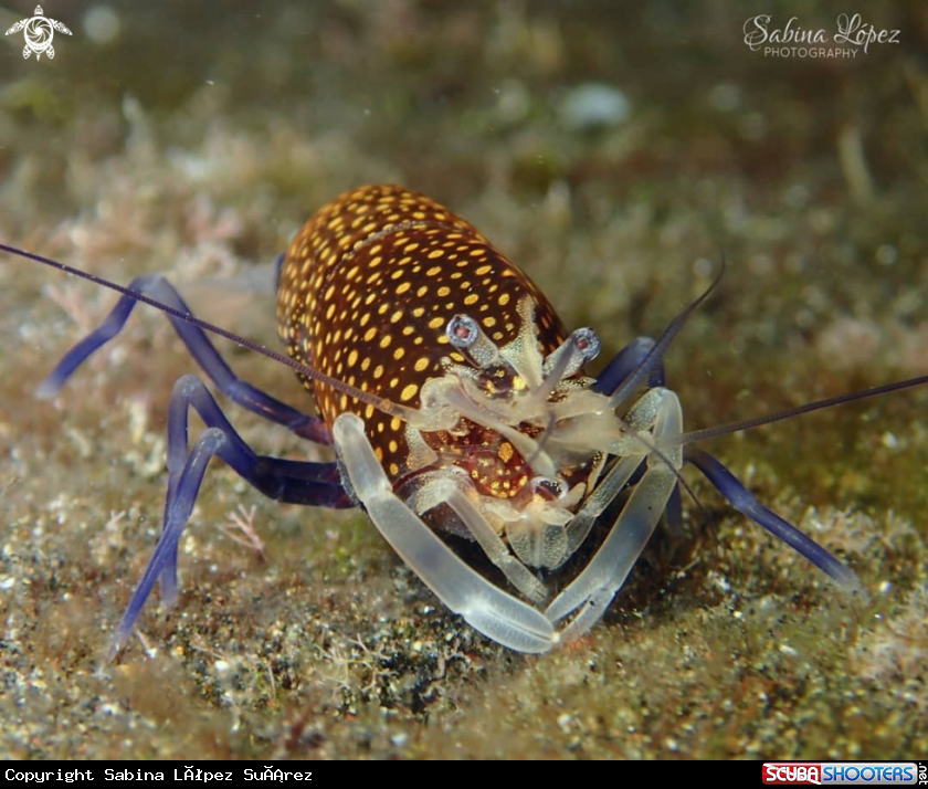 A Gnatophyllum elegans