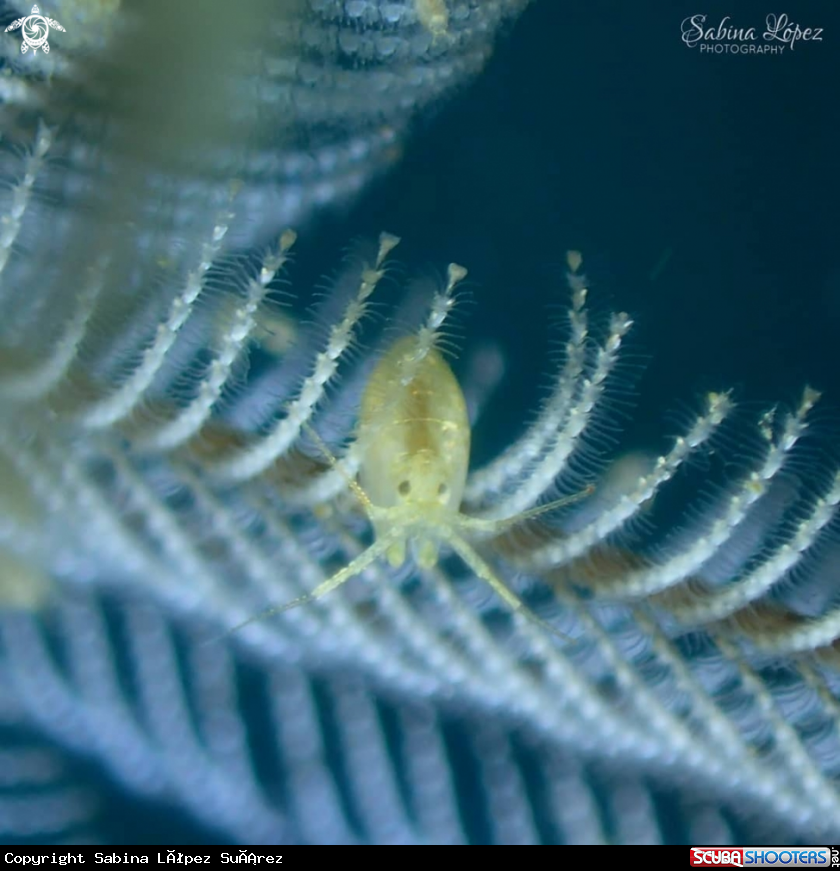 A Amphipoda