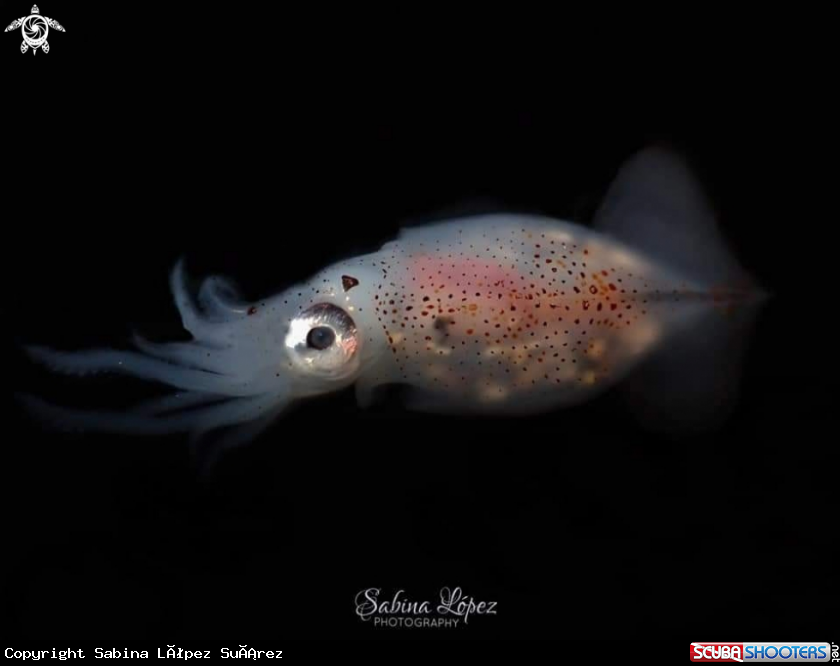 A squid