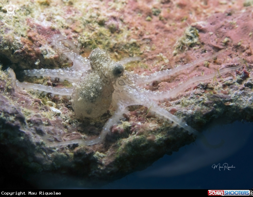 A Two Spot Octopus